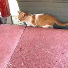 IOLE, Katze, Europäisch Kurzhaar in Italien - Bild 6