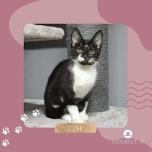TOBI, Katze, Europäisch Kurzhaar in Bulgarien - Bild 1