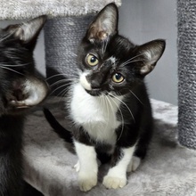 TOBI, Katze, Europäisch Kurzhaar in Bulgarien - Bild 10