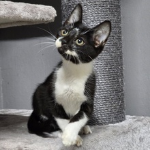 TOBI, Katze, Europäisch Kurzhaar in Bulgarien - Bild 11