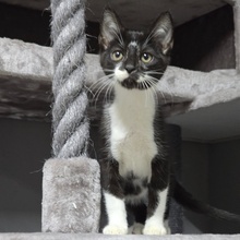 TOBI, Katze, Europäisch Kurzhaar in Bulgarien - Bild 2