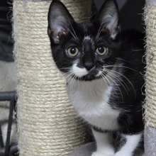 TOBI, Katze, Europäisch Kurzhaar in Bulgarien - Bild 3