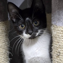 TOBI, Katze, Europäisch Kurzhaar in Bulgarien - Bild 4