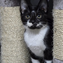 TOBI, Katze, Europäisch Kurzhaar in Bulgarien - Bild 5
