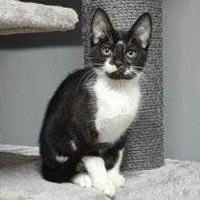 TOBI, Katze, Europäisch Kurzhaar in Bulgarien - Bild 6