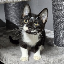 TOBI, Katze, Europäisch Kurzhaar in Bulgarien - Bild 7