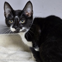 TOBI, Katze, Europäisch Kurzhaar in Bulgarien - Bild 8