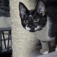 TOBI, Katze, Europäisch Kurzhaar in Bulgarien - Bild 9