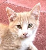 IOSHI, Katze, Europäisch Kurzhaar in Italien - Bild 1