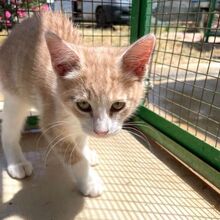 IOSHI, Katze, Europäisch Kurzhaar in Italien - Bild 2