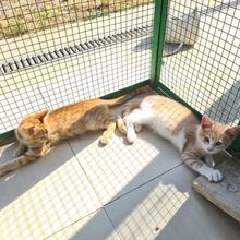 IOSHI, Katze, Europäisch Kurzhaar in Italien - Bild 3