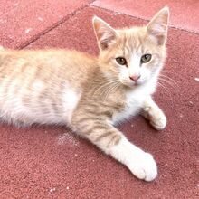 IOSHI, Katze, Europäisch Kurzhaar in Italien - Bild 4