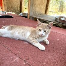IOSHI, Katze, Europäisch Kurzhaar in Italien - Bild 5