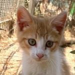 IVAN, Katze, Europäisch Kurzhaar in Italien - Bild 1