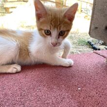IVAN, Katze, Europäisch Kurzhaar in Italien - Bild 2