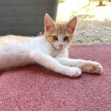 IVAN, Katze, Europäisch Kurzhaar in Italien - Bild 3