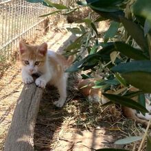 IVAN, Katze, Europäisch Kurzhaar in Italien - Bild 4