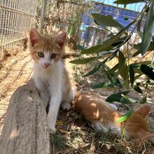 IVAN, Katze, Europäisch Kurzhaar in Italien - Bild 5