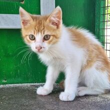 IVAN, Katze, Europäisch Kurzhaar in Italien - Bild 7