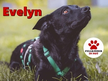EVELYN 135-25-A, Hund, Mischlingshund in Moers - Bild 1