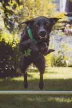 EVELYN 135-25-A, Hund, Mischlingshund in Moers - Bild 2