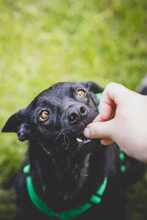EVELYN 135-25-A, Hund, Mischlingshund in Moers - Bild 3