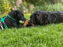 EVELYN 135-25-A, Hund, Mischlingshund in Moers - Bild 4
