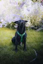 EVELYN 135-25-A, Hund, Mischlingshund in Moers - Bild 5