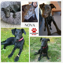 NOVA 144-25-SS, Hund, Terrier-Mix in Estenfeld - Bild 1