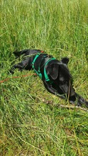 NOVA 144-25-SS, Hund, Terrier-Mix in Estenfeld - Bild 2