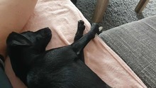 NOVA 144-25-SS, Hund, Terrier-Mix in Estenfeld - Bild 3