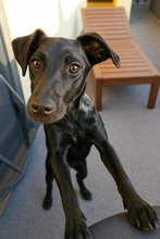 NOVA 144-25-SS, Hund, Terrier-Mix in Estenfeld - Bild 4