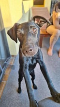 NOVA 144-25-SS, Hund, Terrier-Mix in Estenfeld - Bild 5
