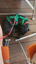 NOVA 144-25-SS, Hund, Terrier-Mix in Estenfeld - Bild 6