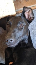 NOVA 144-25-SS, Hund, Terrier-Mix in Estenfeld - Bild 7