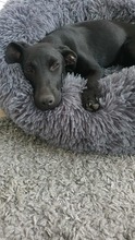 NOVA 144-25-SS, Hund, Terrier-Mix in Estenfeld - Bild 8