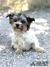 FLUFFIE, Hund, Mischlingshund in Slowakische Republik - Bild 1