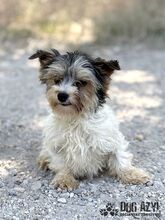 FLUFFIE, Hund, Mischlingshund in Slowakische Republik - Bild 2