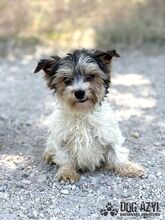 FLUFFIE, Hund, Mischlingshund in Slowakische Republik - Bild 3