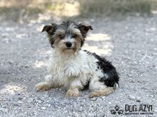 FLUFFIE, Hund, Mischlingshund in Slowakische Republik - Bild 4