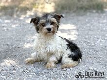 FLUFFIE, Hund, Mischlingshund in Slowakische Republik - Bild 5