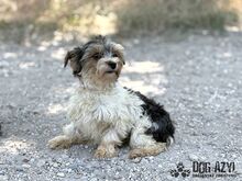 FLUFFIE, Hund, Mischlingshund in Slowakische Republik - Bild 6