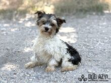 FLUFFIE, Hund, Mischlingshund in Slowakische Republik - Bild 7