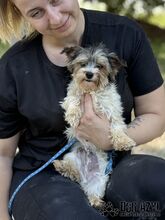FLUFFIE, Hund, Mischlingshund in Slowakische Republik - Bild 8