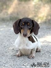 PUFFKINS, Hund, Mischlingshund in Slowakische Republik - Bild 1