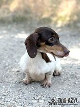 PUFFKINS, Hund, Mischlingshund in Slowakische Republik - Bild 2