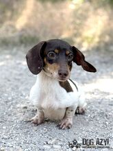 PUFFKINS, Hund, Mischlingshund in Slowakische Republik - Bild 3