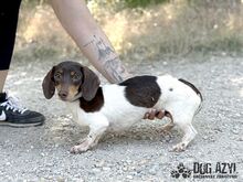 PUFFKINS, Hund, Mischlingshund in Slowakische Republik - Bild 4