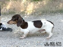 PUFFKINS, Hund, Mischlingshund in Slowakische Republik - Bild 5