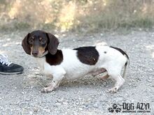 PUFFKINS, Hund, Mischlingshund in Slowakische Republik - Bild 6